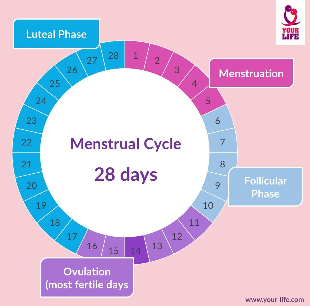 menstrual cycle menstrual cycle