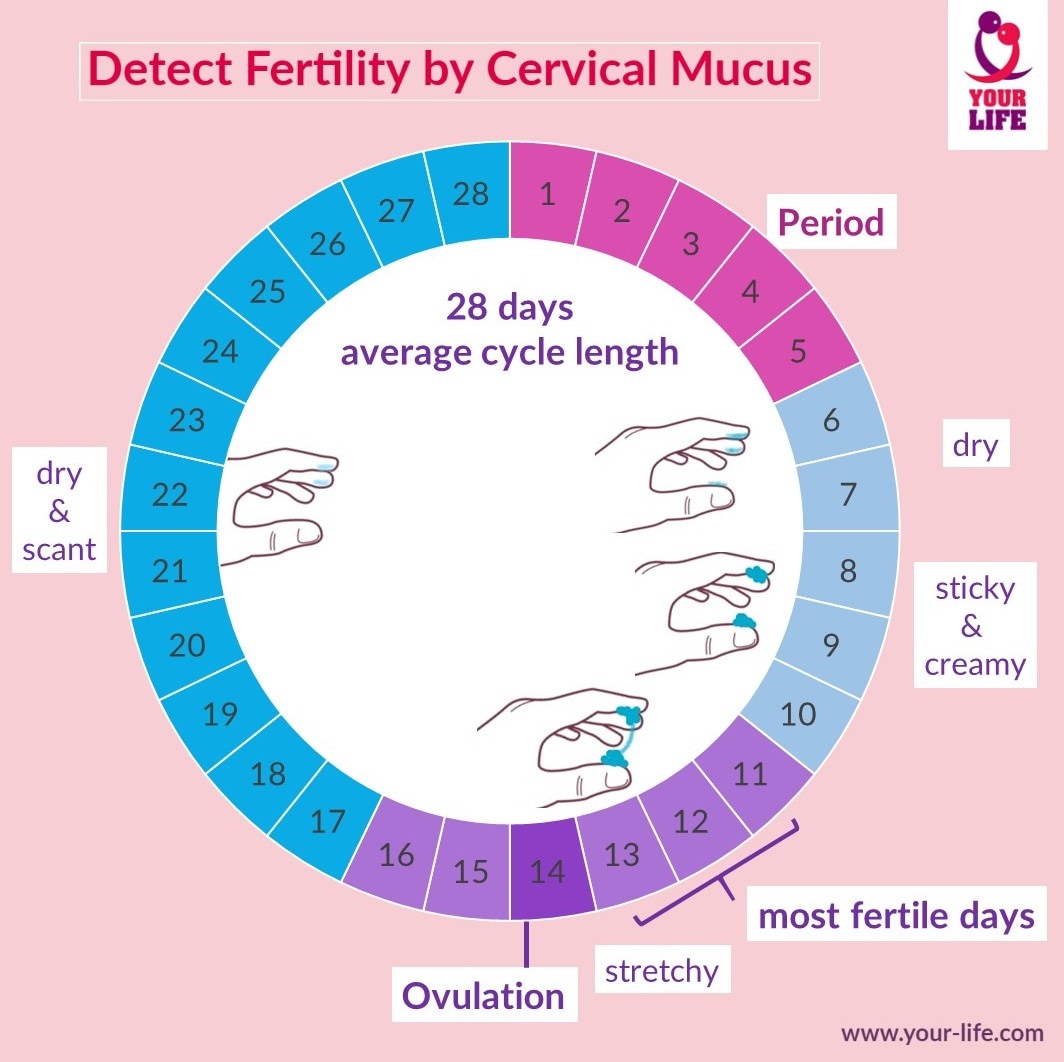Detect fertility by cervical mucus Detect fertility by cervical mucus